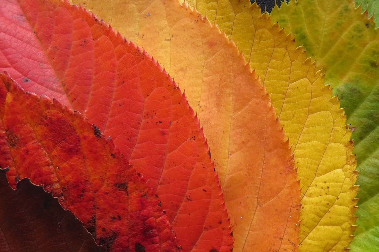 Autumn Fall Leaves Colorful e1599521990169