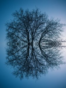 reflecting photo of bare tree on focus photography